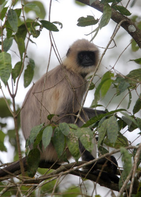 PRIMATE - LANGUR - BLACK-FOOTED LANGUR - THOLPETTY RESERVE WAYANAD KERALA INDIA (5).JPG