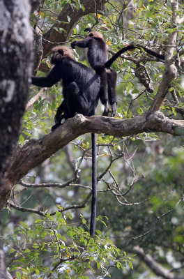 PRIMATE - LANGUR - NILGIRI   LANGUR - INDIRA GANDHI TOPSLIP NATIONAL PARK, TAMIL NADU INDIA (6).JPG