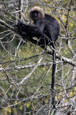 PRIMATE - LANGUR - NILGIRI LANGUR - TRACHYPITHECUS JOHNII - PAMPADUM SHOLA NATIONAL PARK, KERALA INDIA (7).JPG