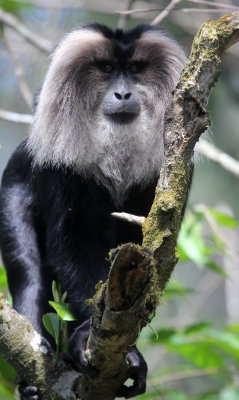 PRIMATE - MACAQUE - LION-TAILED MACAQUE - VALPARAI KERALA INDIA (1).JPG