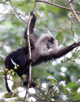 PRIMATE - MACAQUE - LION-TAILED MACAQUE - VALPARAI KERALA INDIA (103).JPG