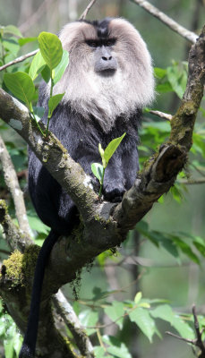 PRIMATE - MACAQUE - LION-TAILED MACAQUE - VALPARAI KERALA INDIA (28).JPG