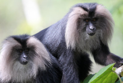 PRIMATE - MACAQUE - LION-TAILED MACAQUE - VALPARAI KERALA INDIA (50).JPG