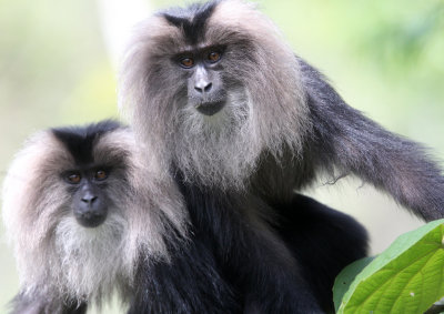 PRIMATE - MACAQUE - LION-TAILED MACAQUE - VALPARAI KERALA INDIA (52).JPG