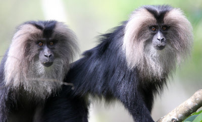 PRIMATE - MACAQUE - LION-TAILED MACAQUE - VALPARAI KERALA INDIA (55).JPG