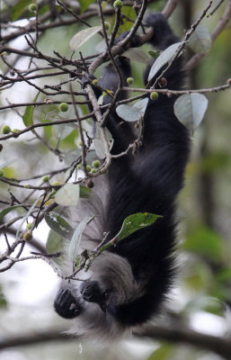 PRIMATE - MACAQUE - LION-TAILED MACAQUE - VALPARAI KERALA INDIA (92).JPG