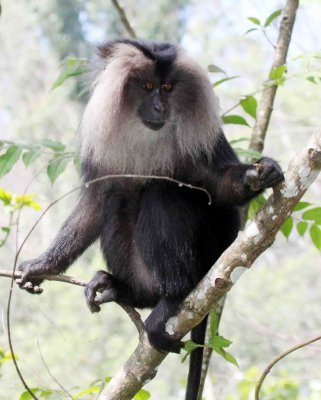 PRIMATE - MACAQUE - LION-TAILED MACAQUE - VALPARAI PARK TAMIL NADU (40).JPG