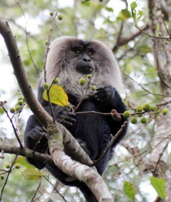 PRIMATE - MACAQUE - LION-TAILED MACAQUE - VALPARAI PARK TAMIL NADU (66).JPG