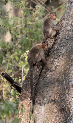 PRIMATE - MACAQUE - NORTHERN BONNET MACAQUE - THOLPETTY RESERVE WAYANAD KERALA INDIA (3).JPG