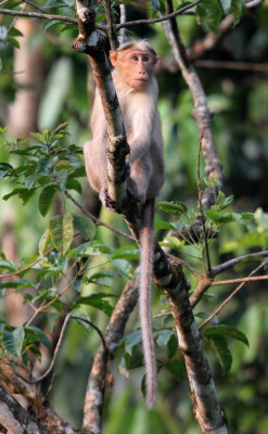 PRIMATE - MACAQUE - SOUTHERN BONNET MACAQUE - THATTEKAD NATURE RESERVE KERALA INDIA (6).JPG