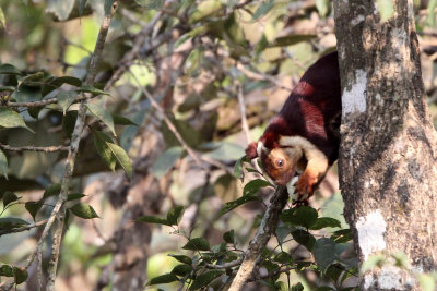 RODENT - SQUIRREL - INDIAN GIANT SQUIRREL - THOLPETTY RESERVE WAYANAD KERALA INDIA (4).JPG