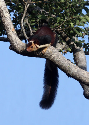 RODENT - SQUIRREL - INDIAN GIANT SQUIRREL - VALPARAI KERALA INDIA (16).JPG