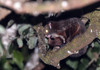 RODENT - SQUIRREL - INDIAN GREY GIANT FLYING SQUIRREL - VALPARAI KERALA INDIA (13).JPG