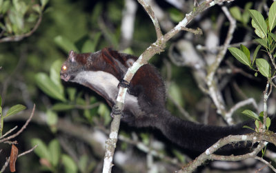 RODENT - SQUIRREL - INDIAN GREY GIANT FLYING SQUIRREL - VALPARAI KERALA INDIA (9).JPG