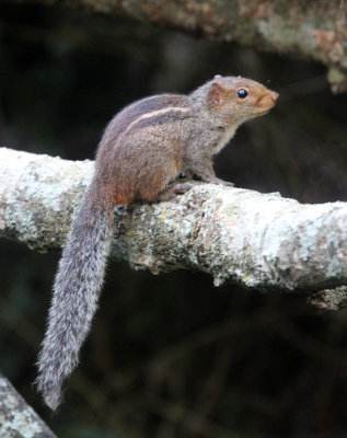 RODENT - SQUIRREL - JUNGLE SQUIRREL - INDIRA GANDHI TOPSLIP NATIONAL PARK, TAMIL NADU INDIA (9).JPG