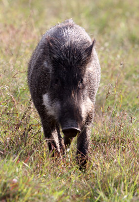 SUIDAE - INDIAN WILD BOAR - INDIRA GANDHI TOPSLIP NATIONAL PARK, TAMIL NADU INDIA (7).JPG