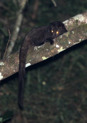 VIVERRID - INDIAN BROWN CIVET - PARADOXORUS JERDONI - VALPARAI KERALA INDIA (12).JPG