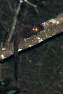 VIVERRID - INDIAN BROWN CIVET - PARADOXORUS JERDONI - VALPARAI KERALA INDIA (9).JPG