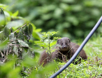 VIVERRID - MONGOOSE - INDIAN BROWN MONGOOSE - PAMPADUM SHOLA NATIONAL PARK, KERALA INDIA (6).JPG