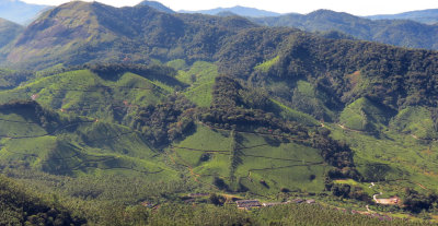 ERAVIKULUM NATIONAL PARK INDIA (11).JPG