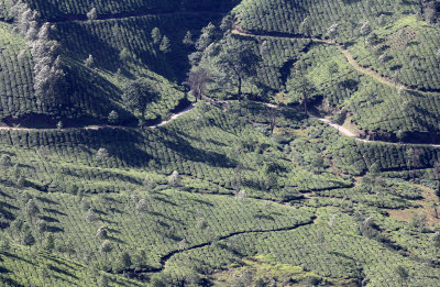 ERAVIKULUM NATIONAL PARK KERALA INDIA (5).JPG