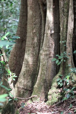 PAMPADUM SHOLA NATIONAL PARK - KERALA INDIA - PHOTO BY SOM SMITH (118).JPG