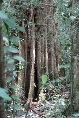 PAMPADUM SHOLA NATIONAL PARK - KERALA INDIA - PHOTO BY SOM SMITH (119).JPG