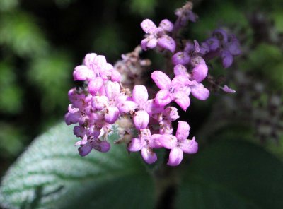 PAMPADUM SHOLA NATIONAL PARK - KERALA INDIA - PHOTO BY SOM SMITH (97).JPG