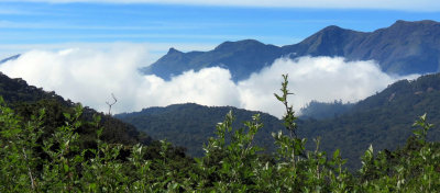 PAMPADUM SHOLA NATIONAL PARK INDIA - VATTAVADA (45).JPG