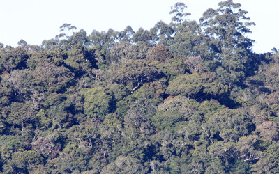 PAMPADUM SHOLA NATIONAL PARK KERALA INDIA (1).JPG