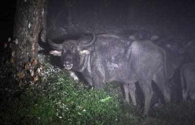 BOVID - ASIAN BUFFALO - WILD - NUWARA ELIYA HORTON PLAINS NATIONAL PARK,  SRI LANKA (17) - Copy.JPG