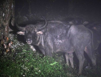 BOVID - ASIAN BUFFALO - WILD - NUWARA ELIYA£¬ HORTON PLAINS NATIONAL PARK, SRI LANKA (18).JPG