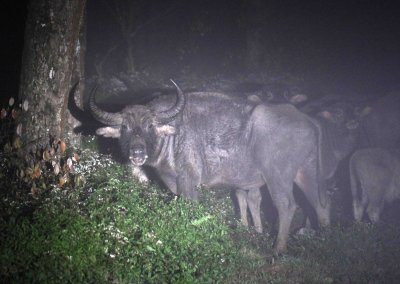 BOVID - ASIAN BUFFALO - WILD - NUWARA ELIYA£¬ HORTON PLAINS NATIONAL PARK, SRI LANKA (21).JPG
