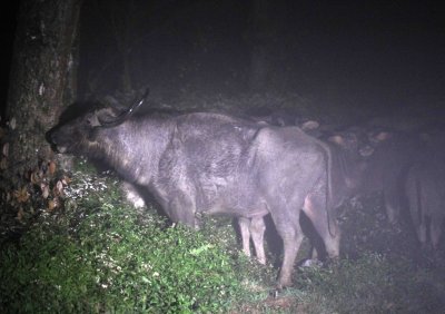 BOVID - ASIAN BUFFALO - WILD - NUWARA ELIYA HORTON PLAINS NATIONAL PARK,  SRI LANKA (24).JPG