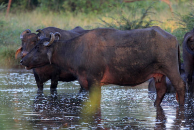 BOVID - BUFFALO - FERAL BUFFALO - UDAWALAWA NATIONAL PARK SRI LANKA (8).JPG