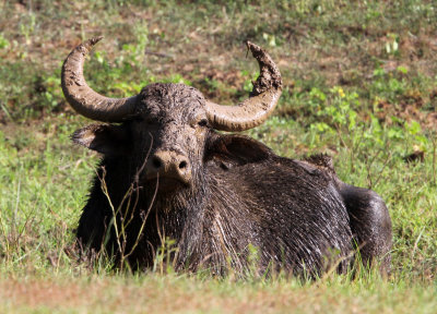 BOVID - BUFFALO - WILD ASIAN BUFFALO - BUBALUS ARNEE - YALA NATIONAL PARK SRI LANKA (1) - Copy.JPG