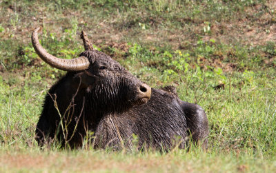 BOVID - BUFFALO - WILD ASIAN BUFFALO - BUBALUS ARNEE - YALA NATIONAL PARK SRI LANKA (2).JPG