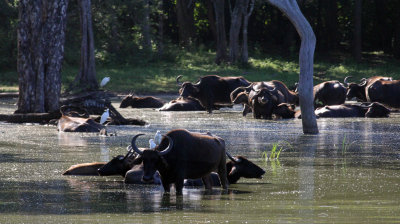 BOVID - FERAL BUFFALO - UDAWALAWA NATIONAL PARK SRI LANKA (2) - Copy.JPG