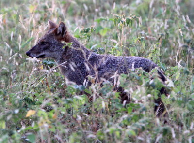 CANID - GOLDEN JACKAL - UDAWALAWA NATIONAL PARK SRI LANKA (12) - Copy.JPG