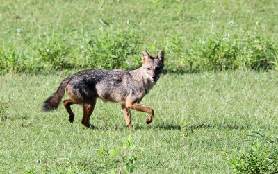 CANID - GOLDEN JACKAL - UDAWALAWA NATIONAL PARK SRI LANKA (20).JPG