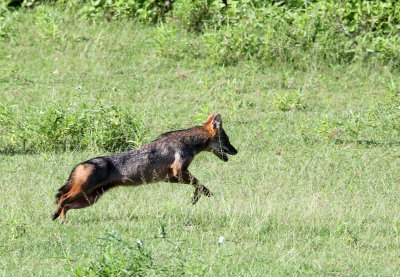 CANID - GOLDEN JACKAL - UDAWALAWA NATIONAL PARK SRI LANKA (23) - Copy.JPG