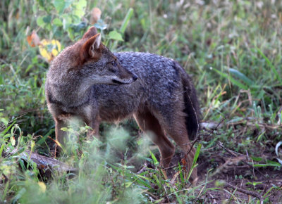 CANID - GOLDEN JACKAL - UDAWALAWA NATIONAL PARK SRI LANKA (4).JPG