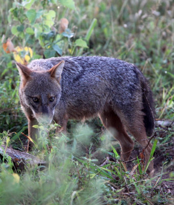 CANID - GOLDEN JACKAL - UDAWALAWA NATIONAL PARK SRI LANKA (5).JPG