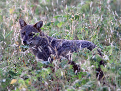 CANID - GOLDEN JACKAL - UDAWALAWA NATIONAL PARK SRI LANKA (6).JPG