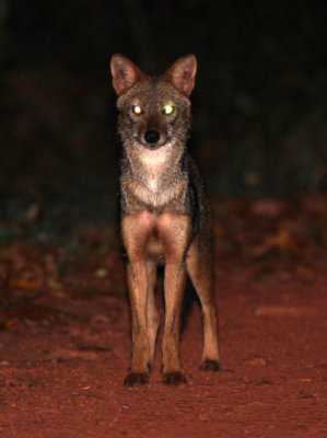 CANID - JACKAL - ASIAN GOLDEN JACKAL - NIGAMBU FOREST AREA SRI LANKA (3) - Copy.JPG