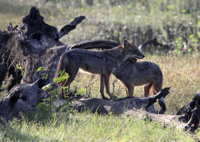 CANID - JACKAL - ASIAN GOLDEN JACKAL - YALA NATIONAL PARK SRI LANKA (16) - Copy.JPG