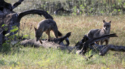 CANID - JACKAL - ASIAN GOLDEN JACKAL - YALA NATIONAL PARK SRI LANKA (18) - Copy.JPG