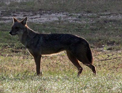 CANID - JACKAL - ASIAN GOLDEN JACKAL - YALA NATIONAL PARK SRI LANKA (3).JPG