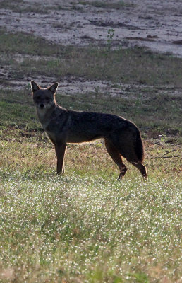 CANID - JACKAL - ASIAN GOLDEN JACKAL - YALA NATIONAL PARK SRI LANKA (5) - Copy.JPG