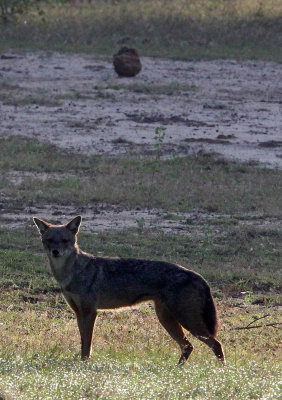 CANID - JACKAL - ASIAN GOLDEN JACKAL - YALA NATIONAL PARK SRI LANKA (7) - Copy.JPG